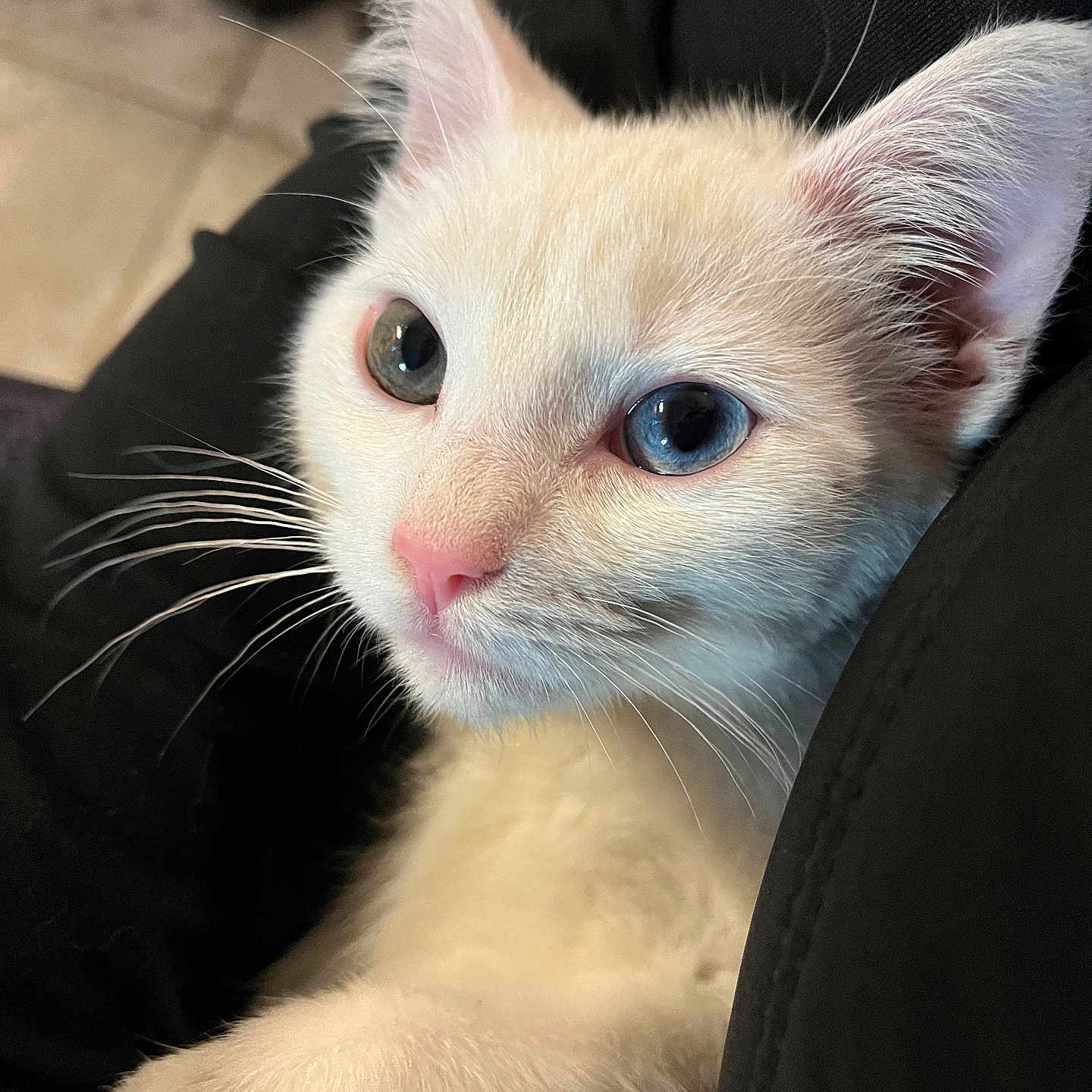 Mimi joined the competition — help win amazing prizes! adorable, animal, blue_eyes, cat, close_up, cute, domestic_cat, feline, fur, indoor, kitten, mammal, pet, pink_nose, portrait, resting, soft_light, whiskers, white_fur, young_cat