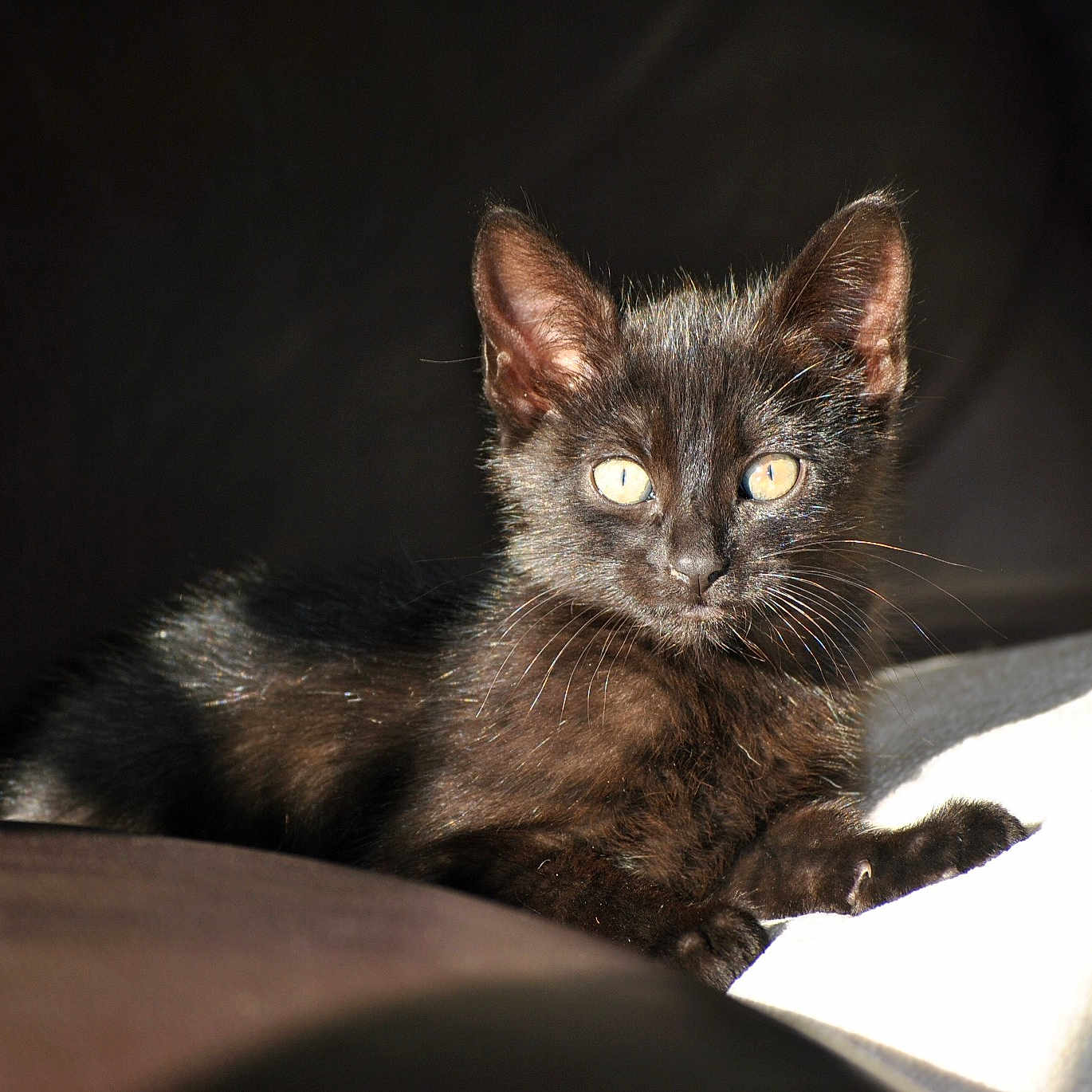 Willow