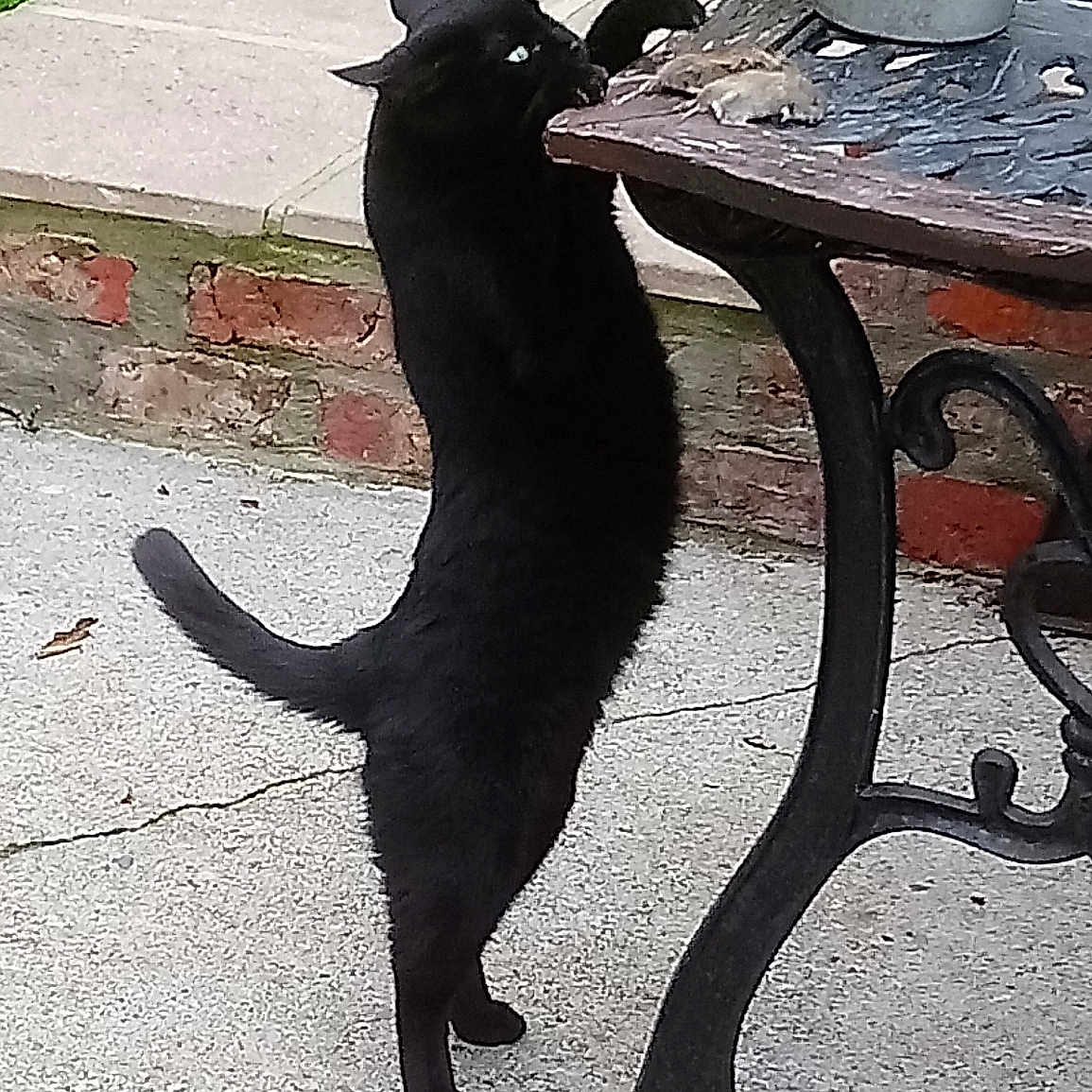 Squeeker is registered to the contest to win money with this photo: black, black_cat, canidae, carnivore, cat, dog, dog_breed, felidae, small_to_medium_sized_cats, sporting_group, tail, whiskers