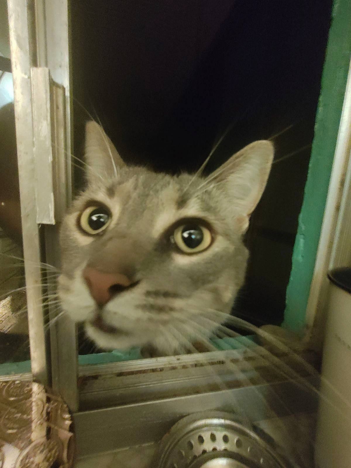 Chloe joined the competition — help win amazing prizes! box, carnivore, cat, curious, domestic_short_haired_cat, door, felidae, fur, iris, metal, pet_supply, service, small_to_medium_sized_cats, snout, whiskers