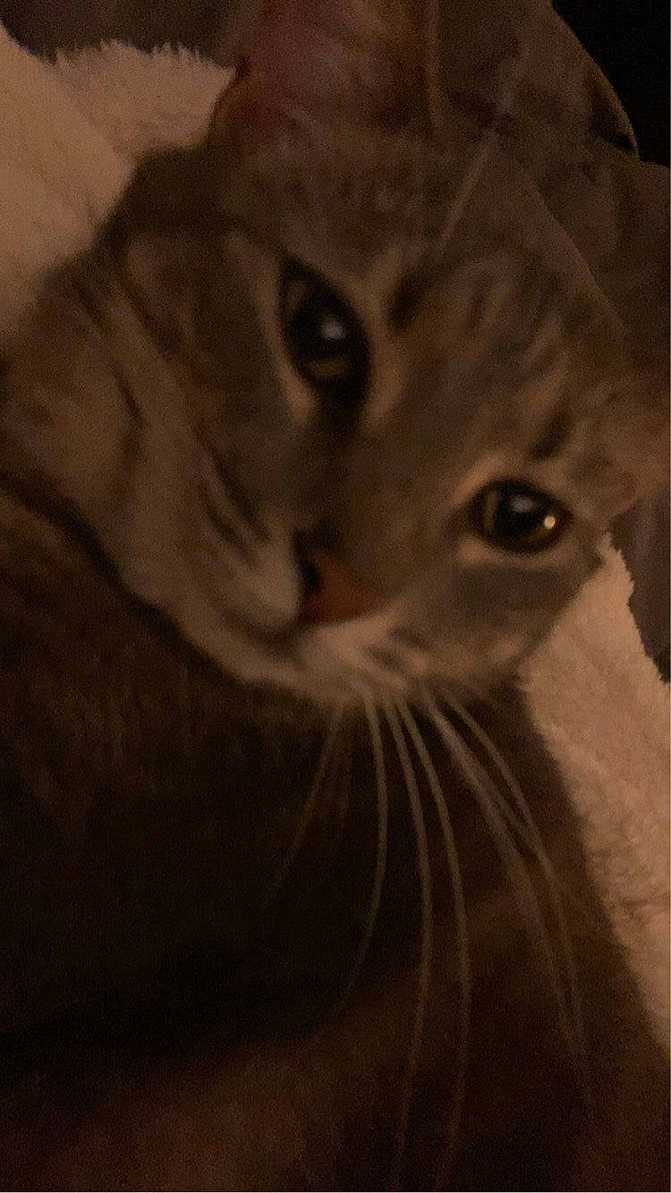 Chloe is registered to the contest to win money with this photo: carnivore, cat, darkness, domestic_short_haired_cat, felidae, fur, grey, monochrome, monochrome_photography, paw, small_to_medium_sized_cats, snout, tail, terrestrial_animal, visual_arts, whiskers, wildlife