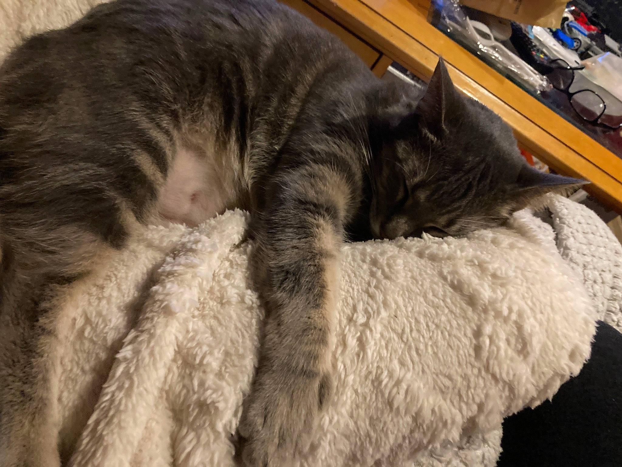 Chloe joined the competition — help win amazing prizes! carnivore, cat, claw, comfort, domestic_short_haired_cat, felidae, fur, nap, natural_material, sleep, small_to_medium_sized_cats, snout, tail, terrestrial_animal, whiskers, wood