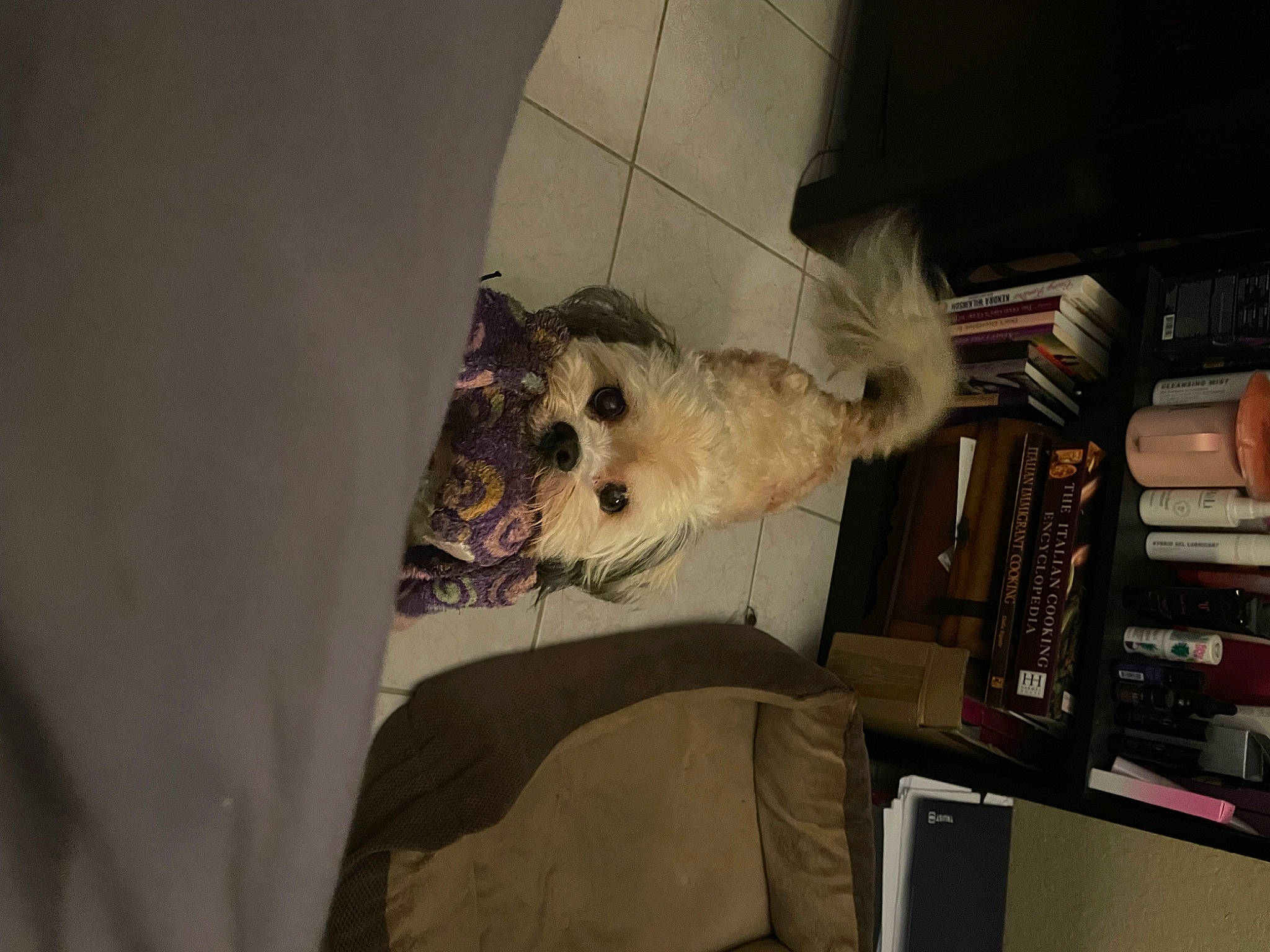 Chewy joined the competition — help win amazing prizes! canidae, carnivore, comfort, companion_dog, dog, dog_breed, fawn, felidae, fur, linens, room, small_terrier, small_to_medium_sized_cats, sporting_group, stuffed_toy, suitcase, tail, toy, toy_dog, whiskers