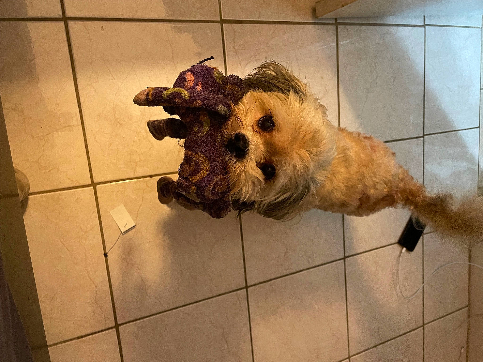 Chewy joined the competition — help win amazing prizes! canidae, carnivore, companion_dog, dog, dog_breed, dog_supply, fawn, flooring, fur, service, small_terrier, snout, sporting_group, tail, terrier, tile_flooring, toy, toy_dog, wood, working_animal