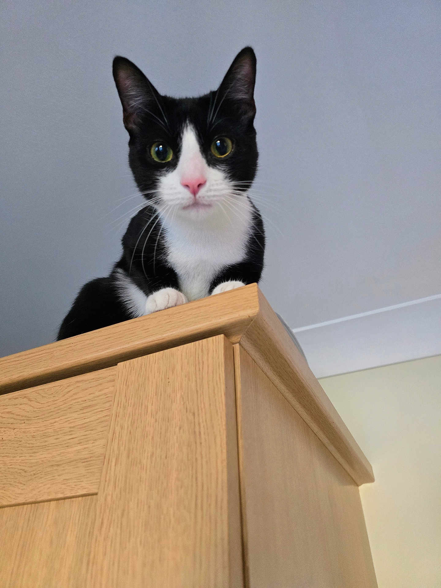 Felix is registered to the contest to win money with this photo: cat, black_and_white, pet, animal, wooden_cabinet, furniture, indoors, curious, looking_down, whiskers, ears, paws, pink_nose, closeup, domestic_cat, portrait, house, ceiling, wall, feline