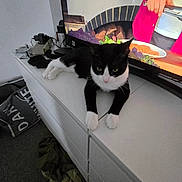 Felix joined the competition — help win amazing prizes! cat, black_and_white_cat, feline, indoor, dresser, television, cooking_show, clutter, carpet, furniture, white_surface, relaxed, animal, pet, living_room, electronics, human_hand, clothes, bag, soft_lighting