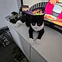 cat, black_and_white_cat, feline, indoor, dresser, television, cooking_show, clutter, carpet, furniture, white_surface, relaxed, animal, pet, living_room, electronics, human_hand, clothes, bag, soft_lighting