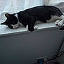 cat, black_and_white, windowsill, indoor, curtain, resting, pet, fur, animal, lazy, home, cozy, window, paws, whiskers, domestic, feline, quiet, relaxed, side_view