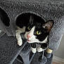Felix is registered to the contest to win money with this photo: cat, black_and_white, cat_tree, pet, curious, indoor, furniture, paws, eyes, whiskers, playful, cozy, dangled_paws, home, animal, cute, fur, kitten, resting, looking_up