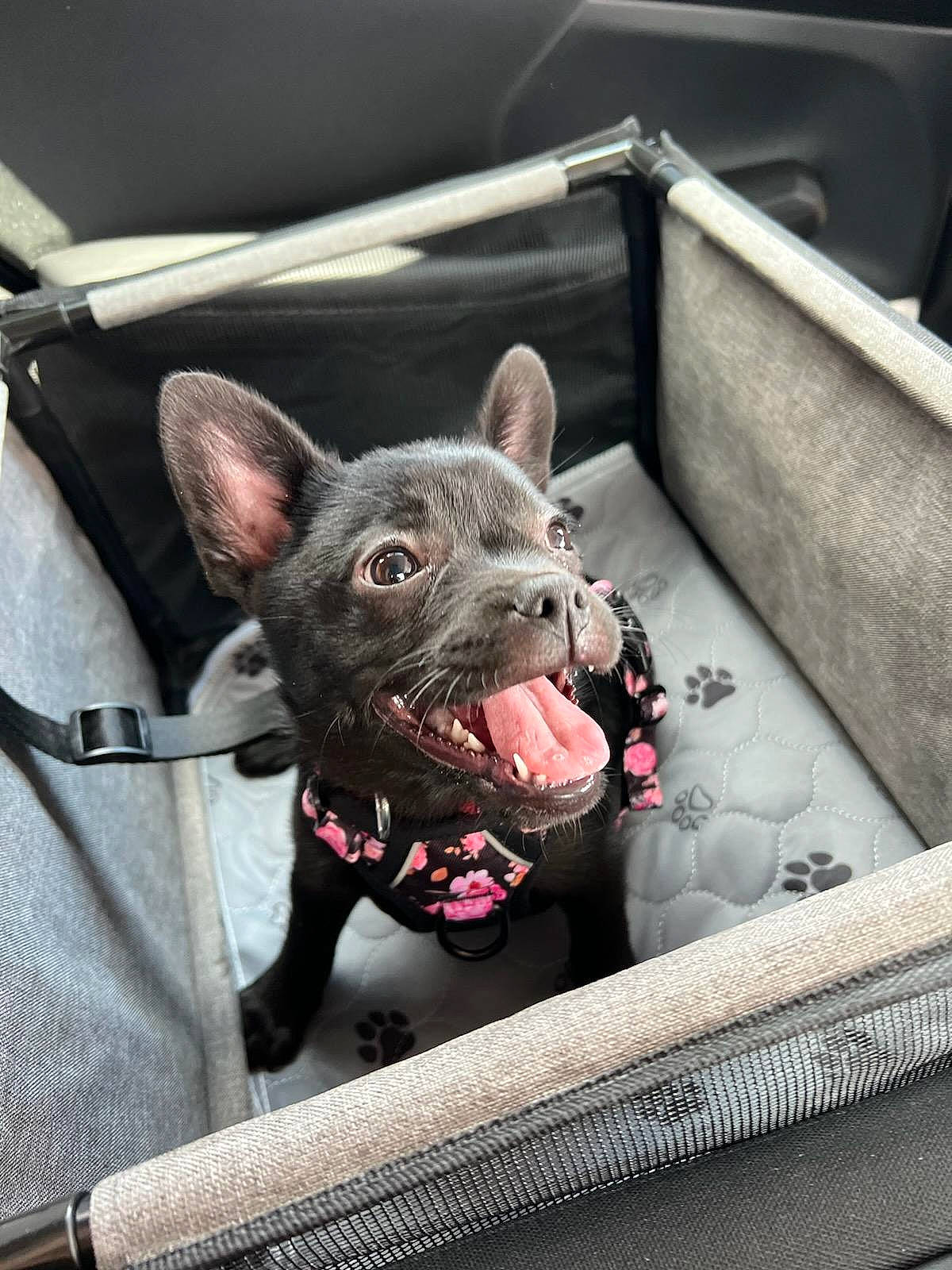 Phoebe is registered to the contest to win money with this photo: canidae, carnivore, collar, companion_dog, dog, dog_breed, fawn, non_sporting_group, puppy, snout, sporting_group, terrestrial_animal, toy_dog, whiskers, working_animal