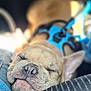 Tonka is registered to the contest to win money with this photo: animal, boxer, bulldog, canine, dog, frenchbulldog, hound, person, pet, pitbull, puppy, sleeping