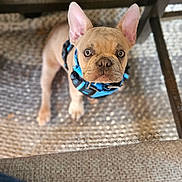 Tonka joined the competition — help win amazing prizes! accessories, animal, bostonbull, bulldog, canine, chihuahua, clothing, dog, footwear, frenchbulldog, hound, indoors, interiordesign, leash, person, pet, pitbull, puppy, strap, whitedog