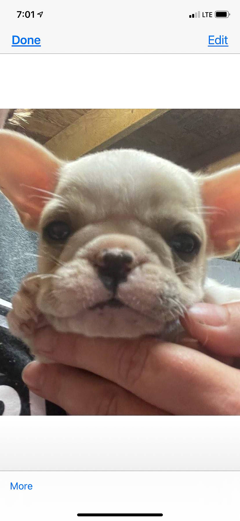 Agnes is registered to the contest to win money with this photo: bulldog, canidae, carnivore, companion_dog, dog, dog_breed, ear, fawn, finger, fur, nail, non_sporting_group, snout, sporting_group, terrestrial_animal, thumb, toy_dog, whiskers, working_animal, wrinkle