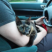 Ohana participe au concours pour gagner de l'argent avec cette photo : animal, arm, car, cat, close_up, cute, dashboard, driver, interior, lap, passenger, pet, portrait, road_trip, seated, steering_wheel, tortoiseshell_cat, travel, vehicle, wide_eyed