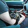 animal, arm, car, cat, close_up, cute, dashboard, driver, interior, lap, passenger, pet, portrait, road_trip, seated, steering_wheel, tortoiseshell_cat, travel, vehicle, wide_eyed