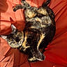 Ohana a rejoint le concours — aidez-le/la à gagner de superbes lots ! adorable, cats, close_up, cuddling, curled_up, ears, felines, fur, indoor, paws, pets, red_cushion, relaxed, shadows, sleeping, sunlight, tortoiseshell_cats, two_animals, upside_down, whiskers