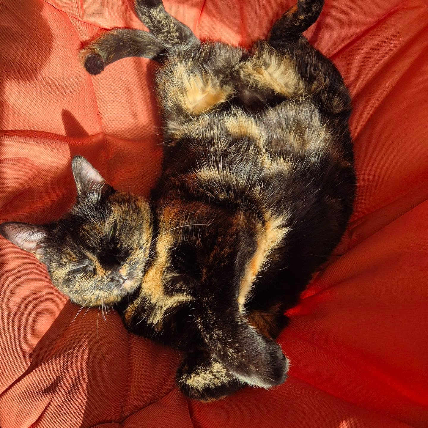 Ohana a rejoint le concours — aidez-le/la à gagner de superbes lots ! adorable, cats, close_up, cuddling, curled_up, ears, felines, fur, indoor, paws, pets, red_cushion, relaxed, shadows, sleeping, sunlight, tortoiseshell_cats, two_animals, upside_down, whiskers