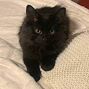 Akiro participe au concours pour gagner de l'argent avec cette photo : cat, black_cat, fluffy, pet, indoor, blanket, knitted_pillow, yellow_eyes, fur, cute, resting, cozy, animal, whiskers, ears, looking, soft_texture, home, relaxed, feline