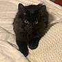 cat, black_cat, fluffy, pet, indoor, blanket, knitted_pillow, yellow_eyes, fur, cute, resting, cozy, animal, whiskers, ears, looking, soft_texture, home, relaxed, feline