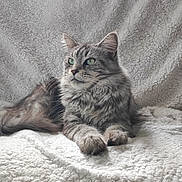 Scarlett a rejoint le concours — aidez-le/la à gagner de superbes lots ! animal, blanket, cat, cute, domestic_cat, ears, feline, fluffy, fur, gray_cat, green_eyes, indoor, paws, pet, portrait, relaxed, resting, soft_texture, tabby, whiskers