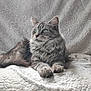 animal, blanket, cat, cute, domestic_cat, ears, feline, fluffy, fur, gray_cat, green_eyes, indoor, paws, pet, portrait, relaxed, resting, soft_texture, tabby, whiskers