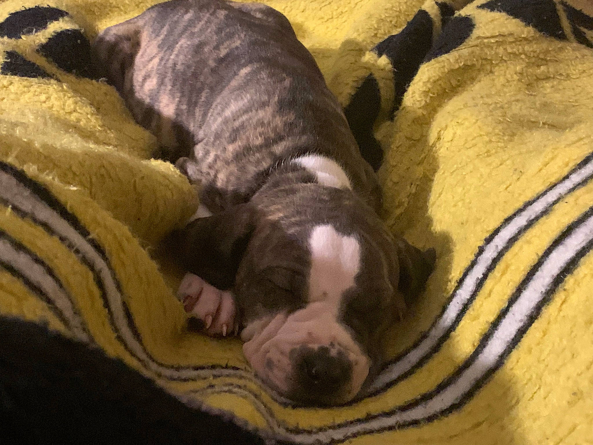 Dopey is registered to the contest to win money with this photo: bored, canidae, carnivore, comfort, companion_dog, dog, dog_breed, fawn, fur, grey, guard_dog, linens, nap, non_sporting_group, sleep, snout, sporting_group, terrestrial_animal, working_animal, wrinkle