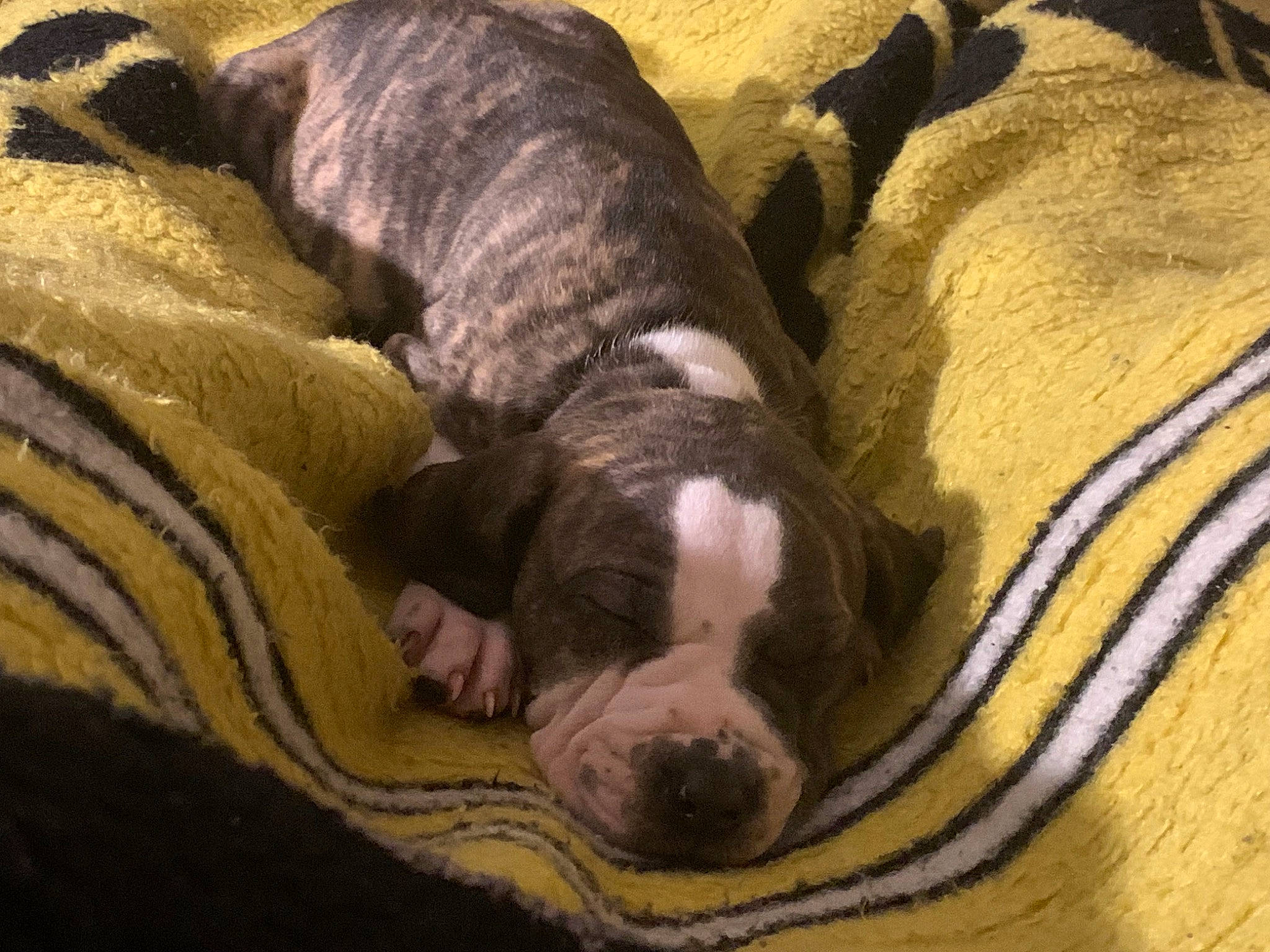 Dopey is registered to the contest to win money with this photo: bored, canidae, carnivore, comfort, companion_dog, dog, dog_breed, fawn, fur, grey, linens, nap, pattern, sleep, snout, sporting_group, terrestrial_animal, wood, working_animal, wrinkle