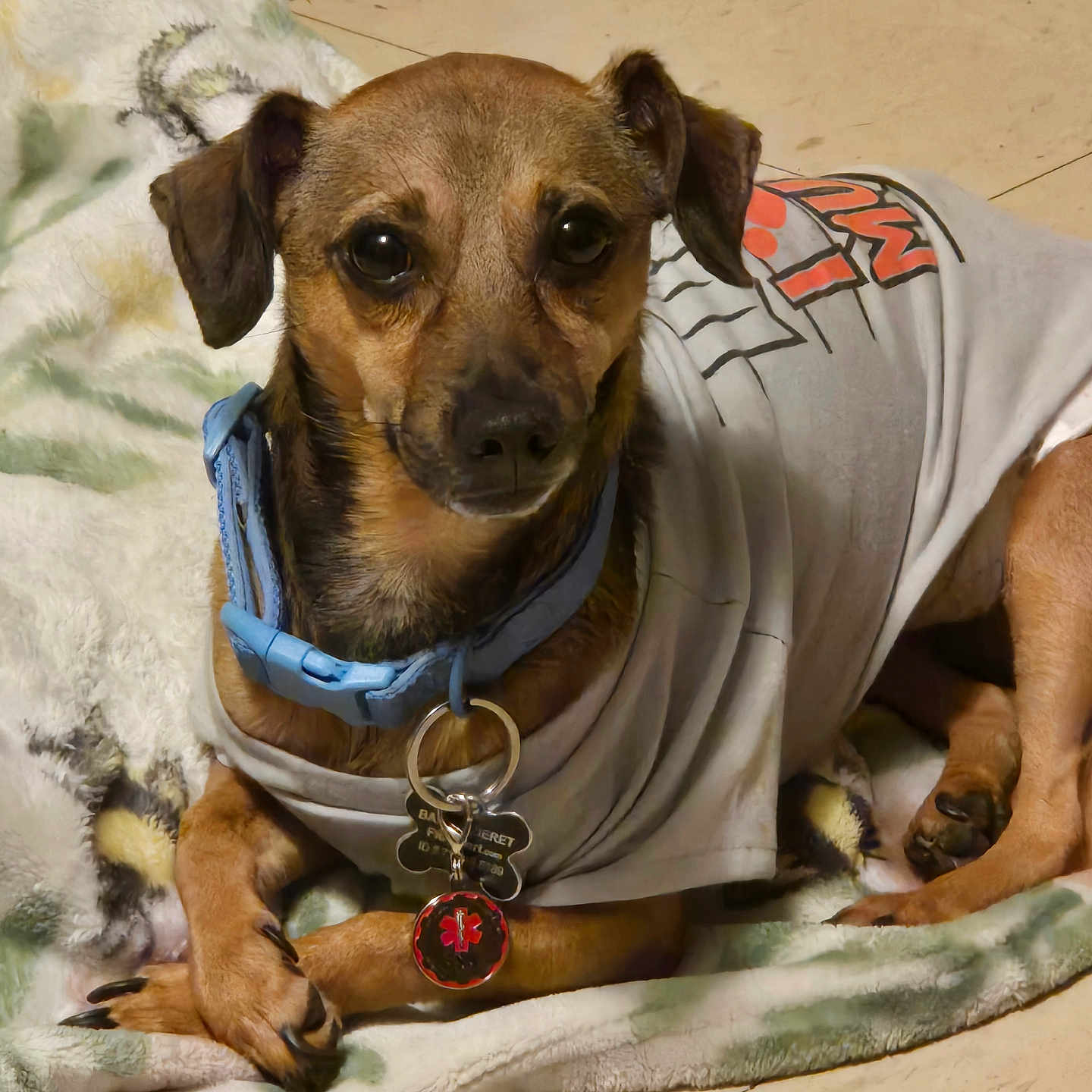 Babie joined the competition — help win amazing prizes! animal, blanket, brown_dog, collar, cozy, cute, dog, domestic_animal, ears, floor, fur, indoor, looking_at_camera, lying_down, paws, pet, resting, shirt, small_dog, tags