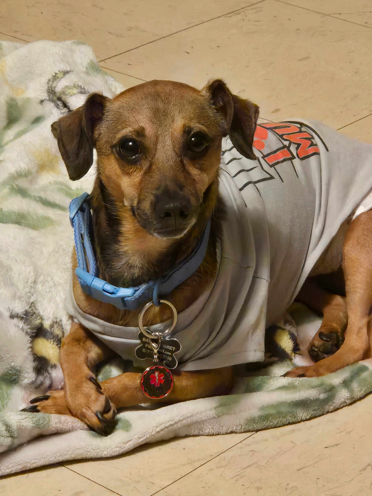 Babie joined the competition — help win amazing prizes! dog, small_dog, pet, collar, tags, blanket, shirt, indoor, floor, brown_dog, cute, animal, fur, ears, paws, lying_down, domestic_animal, looking_at_camera, resting, cozy