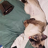 Noodle June is registered to the contest to win money with this photo: cat, siamese_cat, bed, pillow, wallet, stretching, tongue_out, indoor, relaxed, pet, feline, cute, animal, sleeping_area, blanket, fur, whiskers, ears, claws, domestic_animal