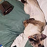 cat, siamese_cat, bed, pillow, wallet, stretching, tongue_out, indoor, relaxed, pet, feline, cute, animal, sleeping_area, blanket, fur, whiskers, ears, claws, domestic_animal