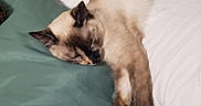 Noodle June is registered to the contest to win money with this photo: cat, siamese_cat, sleeping, bed, pillow, white_bedding, green_pillow, feline, resting, indoor, pet, cozy, relaxed, fur, animal, home, comfort, cute, nap, domestic_cat