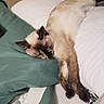 cat, siamese_cat, sleeping, bed, pillow, white_bedding, green_pillow, feline, resting, indoor, pet, cozy, relaxed, fur, animal, home, comfort, cute, nap, domestic_cat