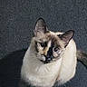 cat, siamese_cat, pet, indoor, carpet, feline, fur, animal, looking_up, curious, whiskers, ears, tail, domestic_animal, mammal, cute, companion, home, soft, patterned_bedding
