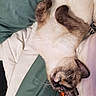 cat, siamese_cat, pet, lying_down, bed, blanket, pillow, fur, whiskers, relaxed, indoor, cozy, animal, cute, sleepy, domestic_animal, resting, soft, comfort, curled_paws