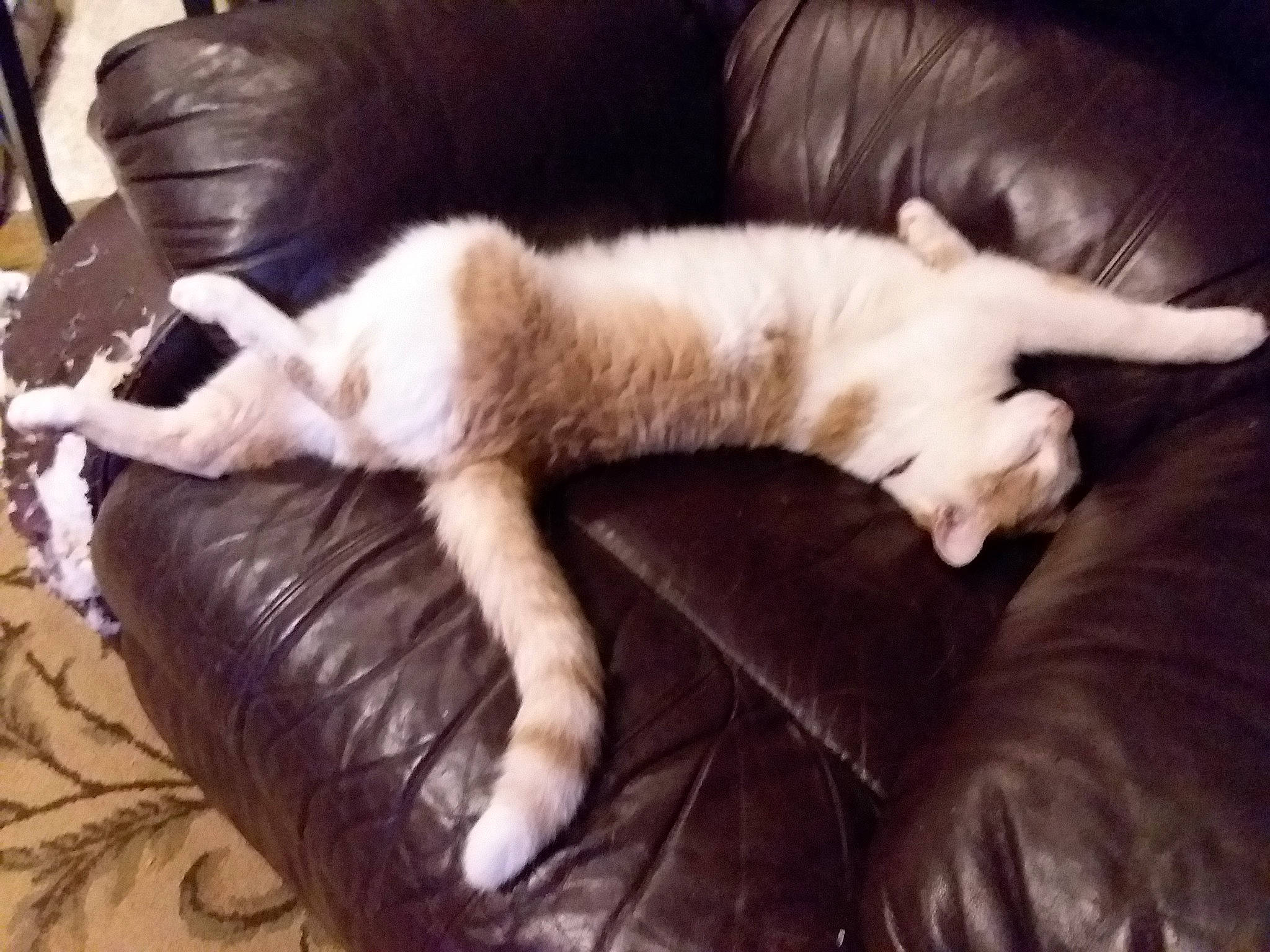 Loki