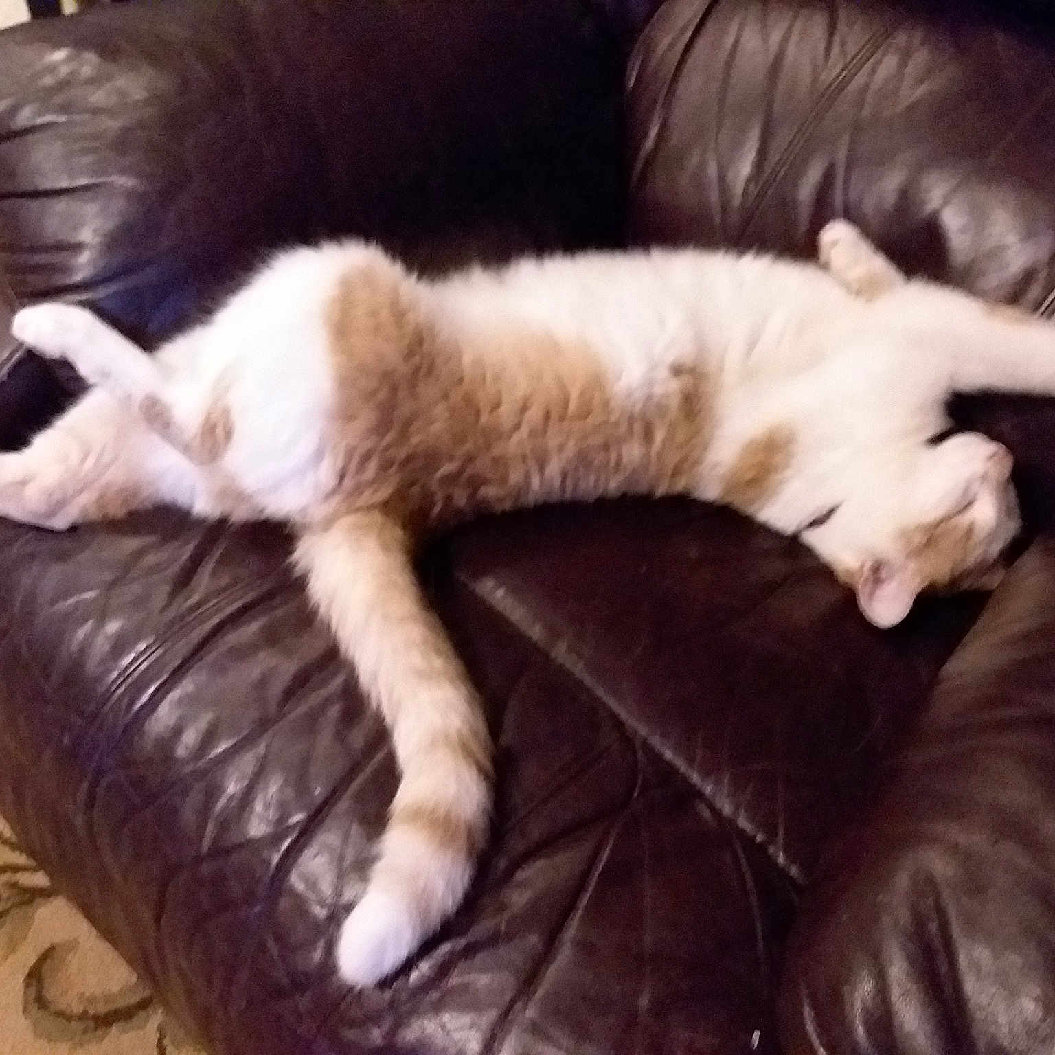 Loki