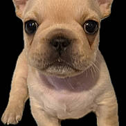 Finley joined the competition — help win amazing prizes! puppy, dog, french_bulldog, pet, animal, cute, closeup, ears, face, eyes, fur, adorable, young, canine, mammal, domestic_animal, portrait, small, looking, standing