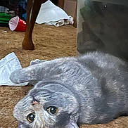 Petunia joined the competition — help win amazing prizes! animal, carpet, cat, clutter, curious, domestic, eyes, fabric, feline, floor, fur, gray_cat, home, indoor, looking, messy, pet, red_cup, relaxed, upside_down