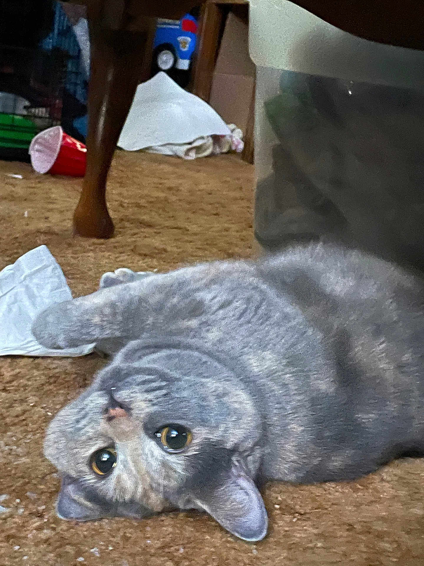 Petunia