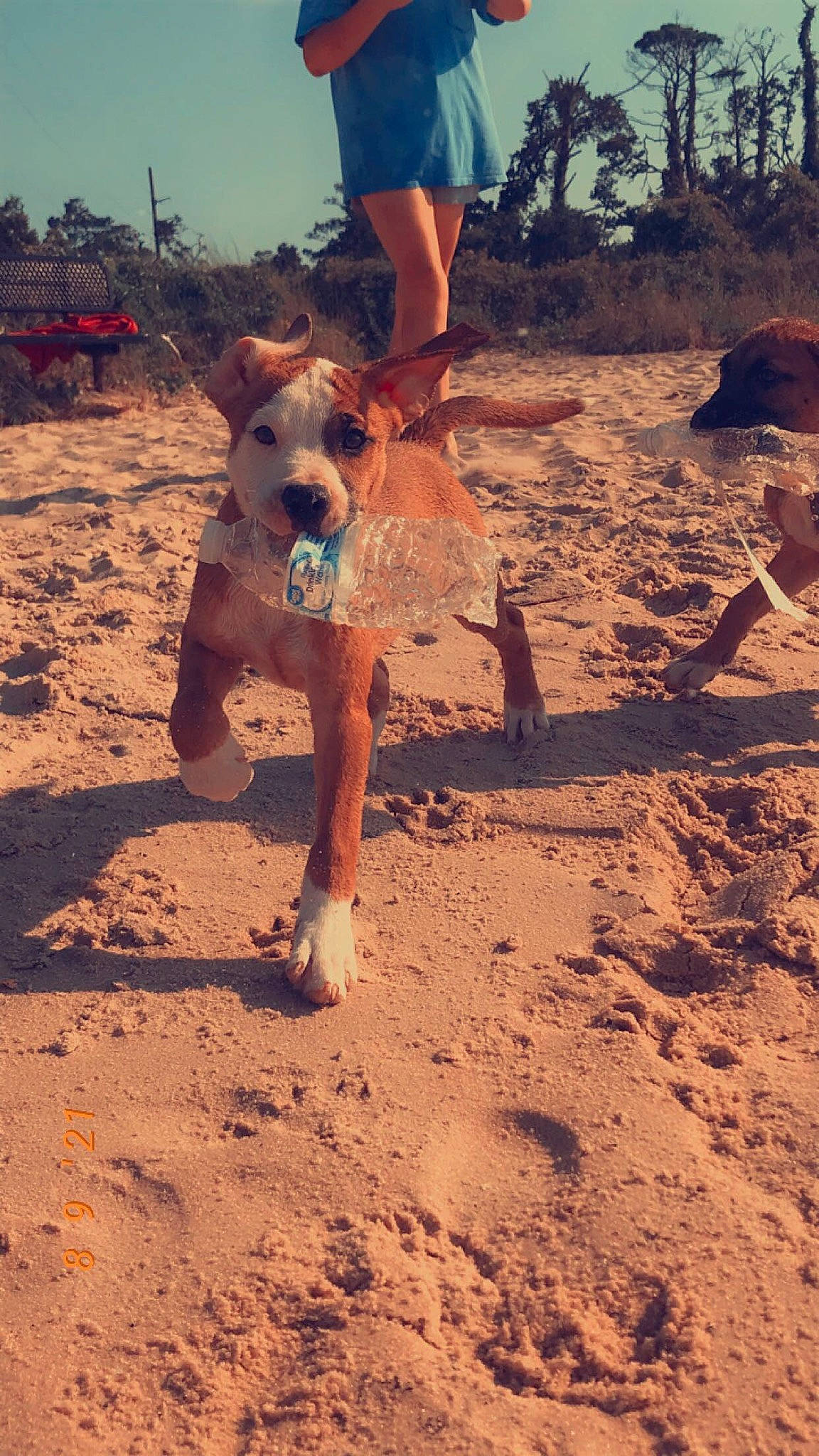 Hopper is registered to the contest to win money with this photo: beach, carnivore, cloud, companion_dog, dog, dog_breed, fawn, fun, happy, human_leg, landscape, leg, leisure, people_in_nature, people_on_beach, recreation, shorts, sky, sunlight, tree