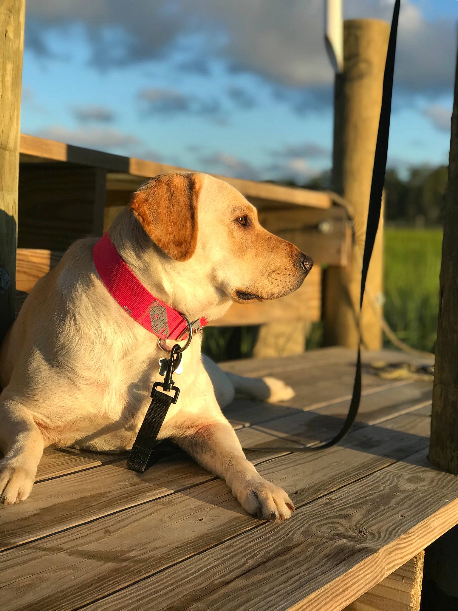 Sadie Mae joined the competition — help win amazing prizes! canidae, carnivore, cloud, collar, companion_dog, dog, dog_breed, dog_collar, dog_supply, fawn, leash, pet_supply, plank, rectangle, sky, snout, sporting_group, whiskers, wood, working_animal