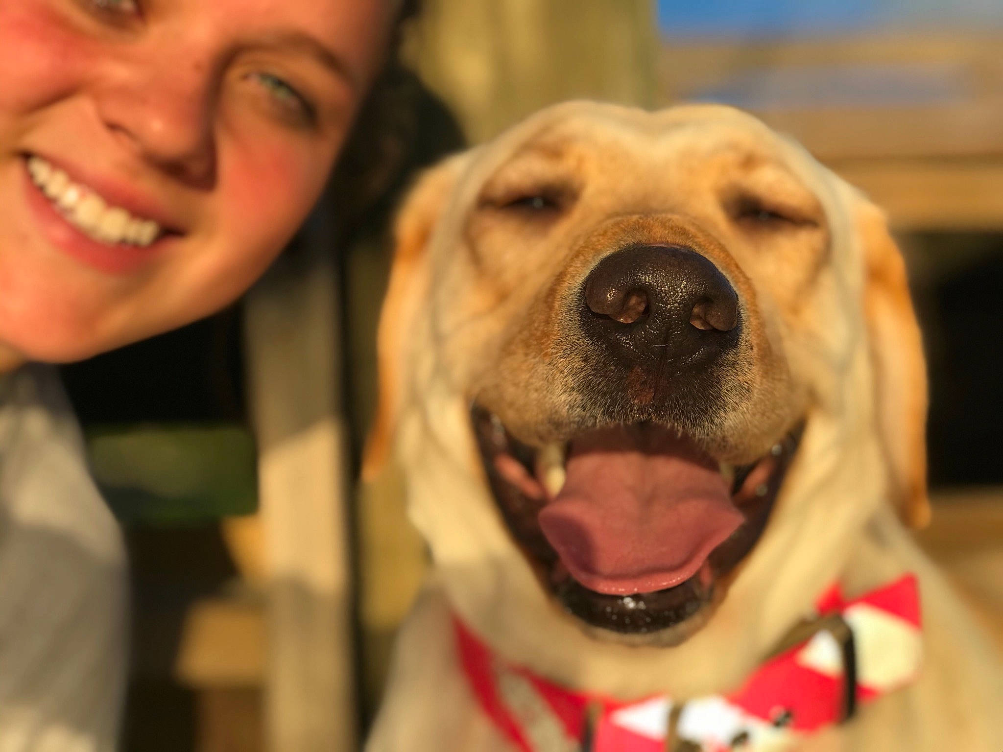 Sadie Mae is registered to the contest to win money with this photo: canidae, carnivore, collar, companion_dog, dog, dog_breed, dog_collar, event, fawn, fun, fur, happy, jaw, nose, retriever, selfie, smile, snout, sporting_group, whiskers