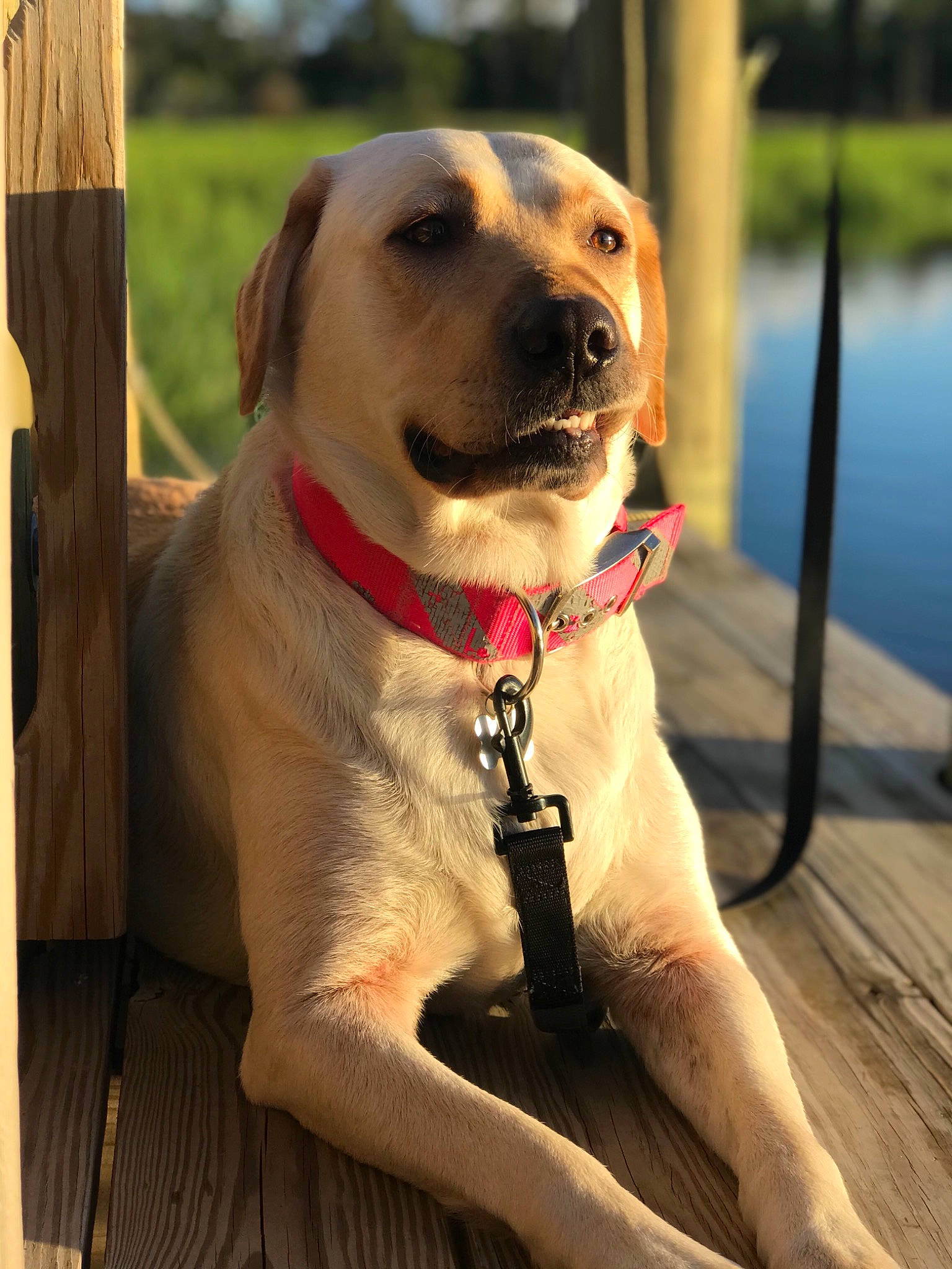 Sadie Mae is registered to the contest to win money with this photo: canidae, carnivore, collar, companion_dog, dog, dog_breed, dog_collar, dog_supply, fawn, fur, guard_dog, leash, pet_supply, snout, sporting_group, water, whiskers, wood, working_animal, working_dog