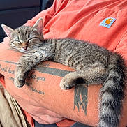 Artemis is registered to the contest to win money with this photo: kitten, cat, sleeping, tattoo, arm, orange_shirt, person, closeup, indoor, resting, pet, feline, striped_fur, paw, tail, comfort, relaxation, casual_clothing, human, animal