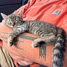 kitten, cat, sleeping, tattoo, arm, orange_shirt, person, closeup, indoor, resting, pet, feline, striped_fur, paw, tail, comfort, relaxation, casual_clothing, human, animal