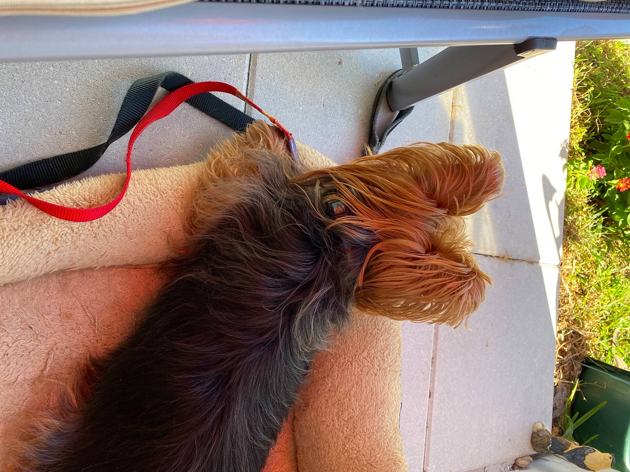 Doodle is registered to the contest to win money with this photo: brown_hair, companion_dog, dog_breed, fashion_accessory, fawn, felidae, foot, fur, grass, human_leg, liver, livestock, plant, snout, tail, thigh, tints_and_shades, wool, working_animal, wrist