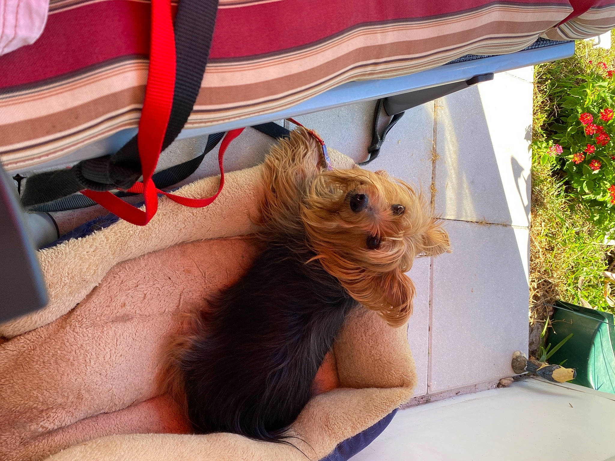 Doodle is registered to the contest to win money with this photo: carnivore, companion_dog, dog, dog_breed, eyewear, fawn, felidae, flower, flowerpot, foot, fur, grass, plant, rodent, small_to_medium_sized_cats, spitz, sunglasses, terrier, toy_dog, whiskers