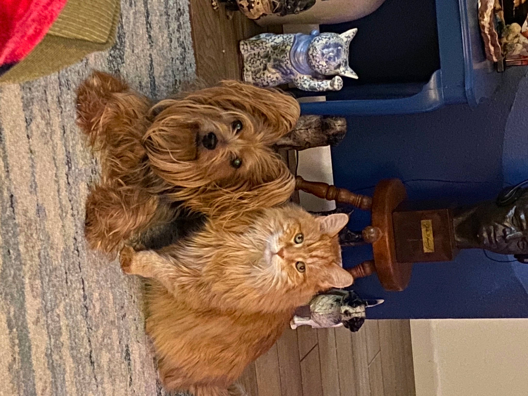 Doodle is registered to the contest to win money with this photo: carnivore, companion_dog, dog, dog_breed, fawn, felidae, flooring, fur, hardwood, liver, snout, sporting_group, tire, toy, toy_dog, tree, trunk, vehicle_door, wood, working_animal