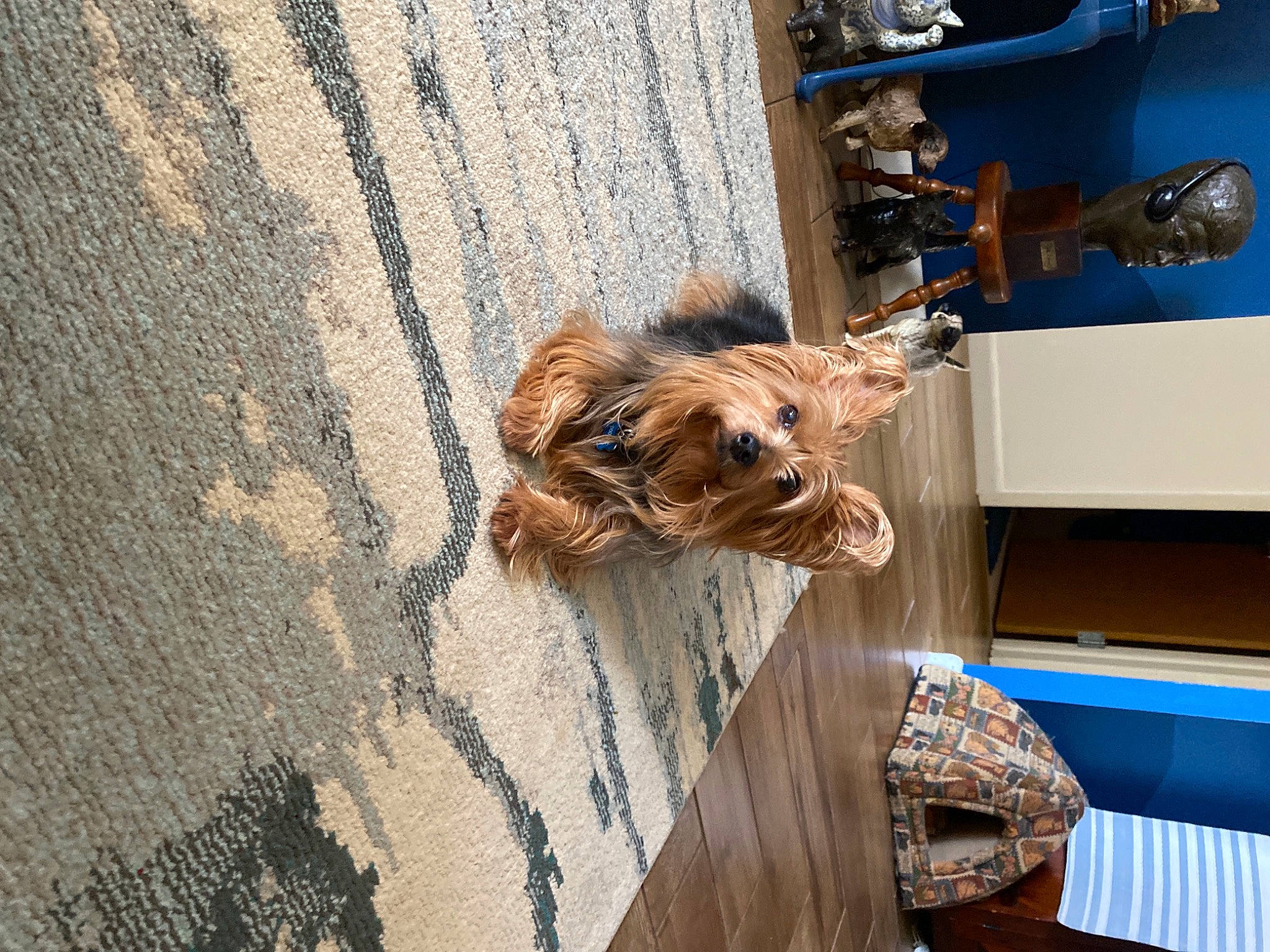 Doodle is registered to the contest to win money with this photo: asphalt, canidae, carnivore, collar, companion_dog, dog, dog_breed, dog_collar, fawn, flooring, fur, leash, pet_supply, road_surface, small_terrier, snout, sporting_group, terrier, wood, working_animal